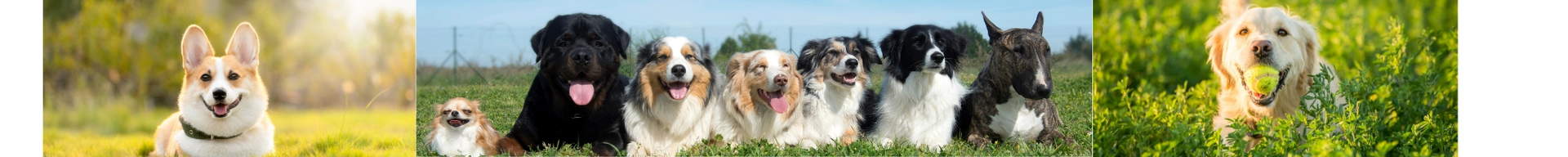 Dog Nurture