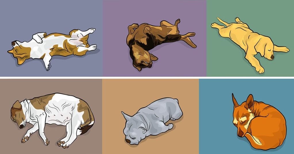 dog Sleeping Positions